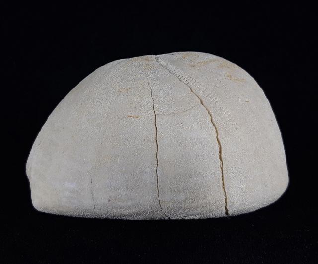 Hemipneustes striatoradiatus (LESKE 1778) - Bild © FossNet FossilienStore